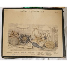 Láčkovci a ostnokožci (školní výuková tabule) Láčkovci a ostnokožci (školní výuková tabule)