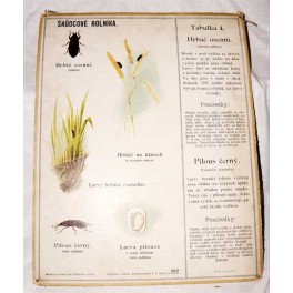 Škůdce rolníka č.4 - Hrbáč osenní a Pilous černý (školní výuková tabule) Škůdce rolníka č.4 - Hrbáč osenní a Pilous černý (školní výuková tabule)