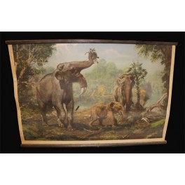 Deinotherium 1951 (školní výuková tabule) Deinotherium 1951 (školní výuková tabule)